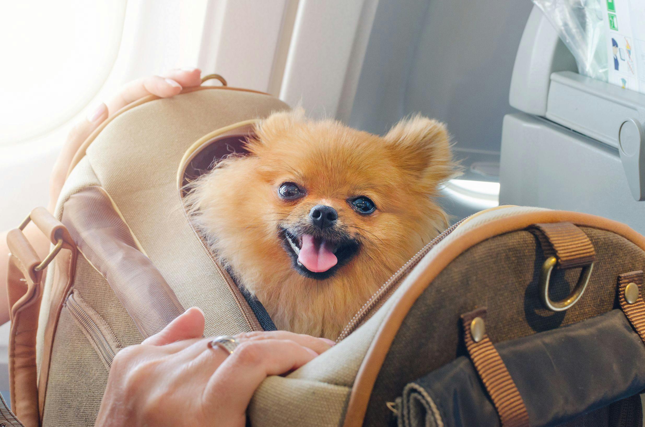 Fuzzy joins forces with JetBlue for traveling pet owners 