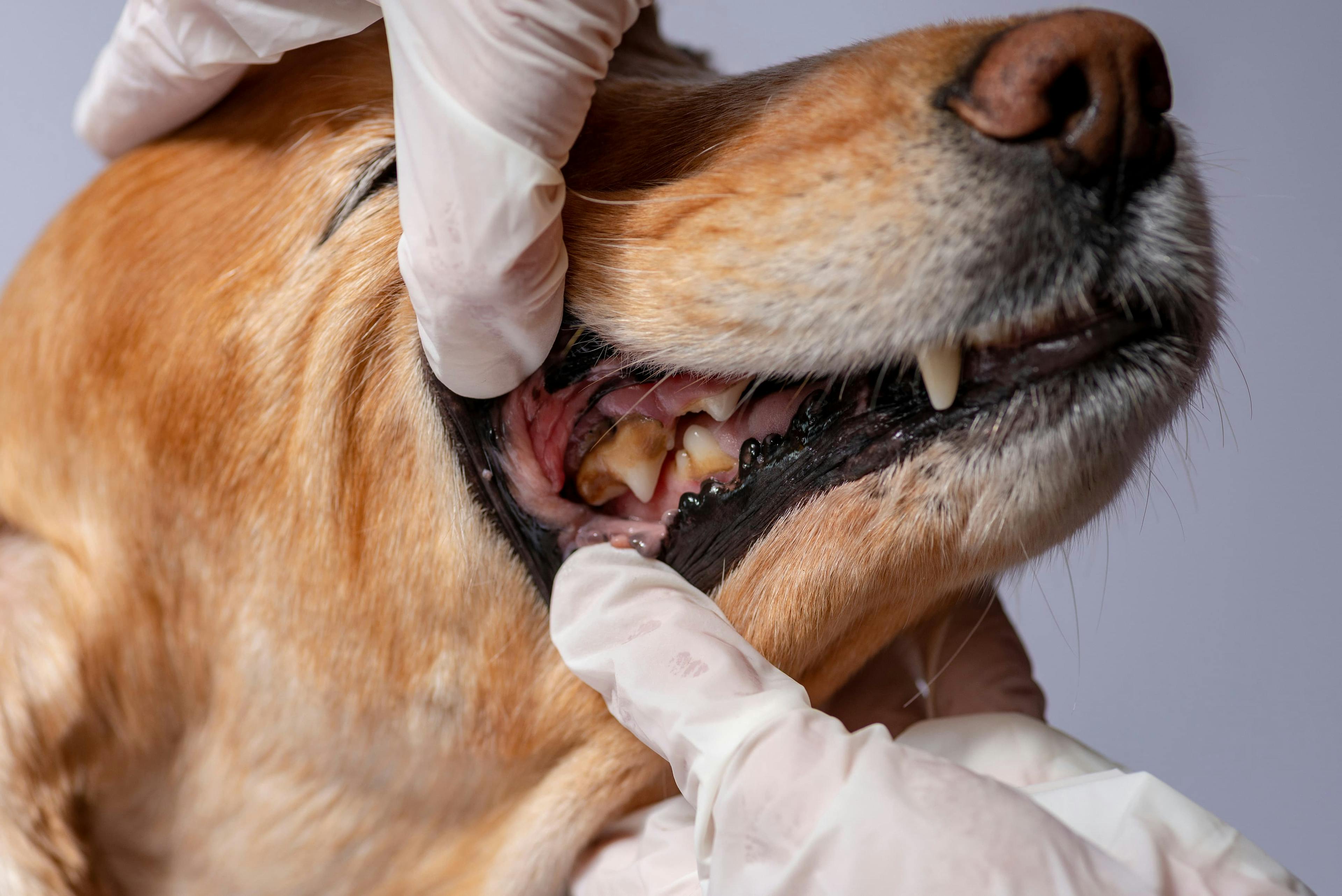 Dog dental examination / Игор Чусь / stock.adobe.com
