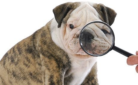 veterinary_dog_bulldog_derm_magnifying_glassAdobeStock_24854577_Willee_Cole_460x284.jpg