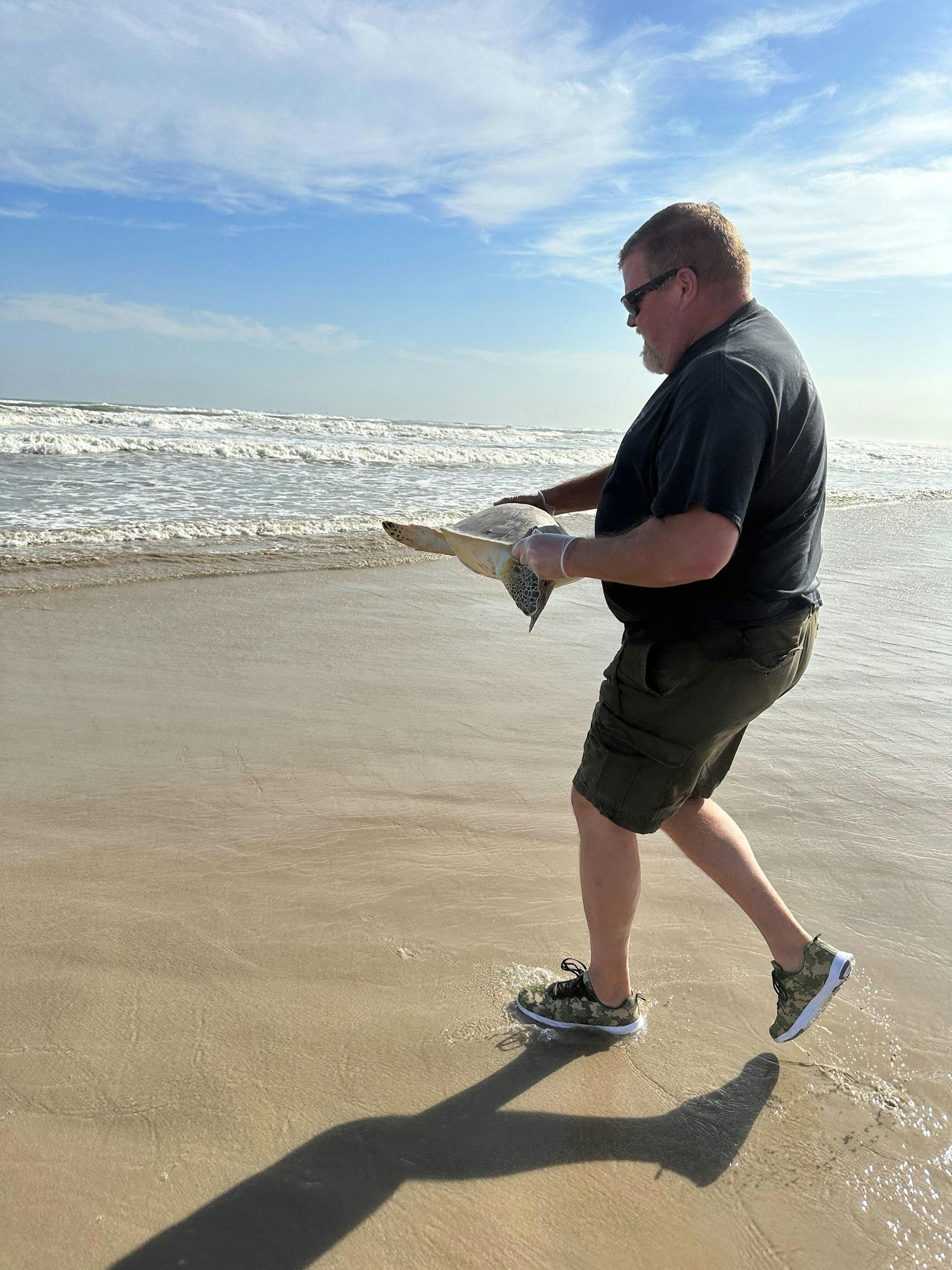 A volunteer at the Texas Sealife Center releases a green sea turtle after it’s been cleared as healthy by Dr. Tristan
