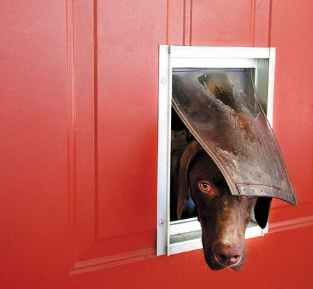 veterinary-Dog-popping-head-out-of-doggie-door-123485790_450.jpg