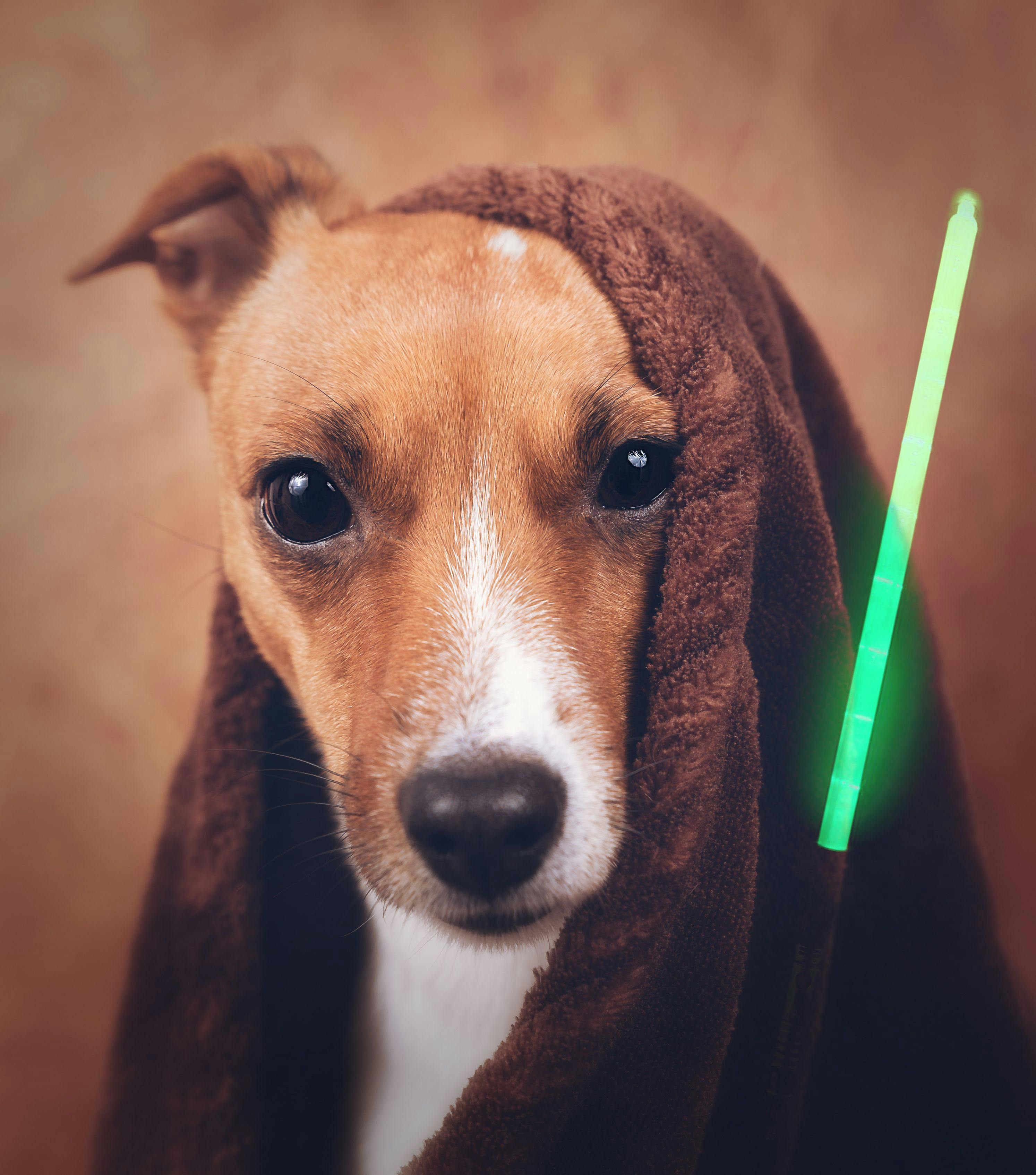 dog in Star Wars costume