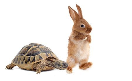 veterinary-tortoise-hare-speed-AdobeStock_52394056-450.jpg
