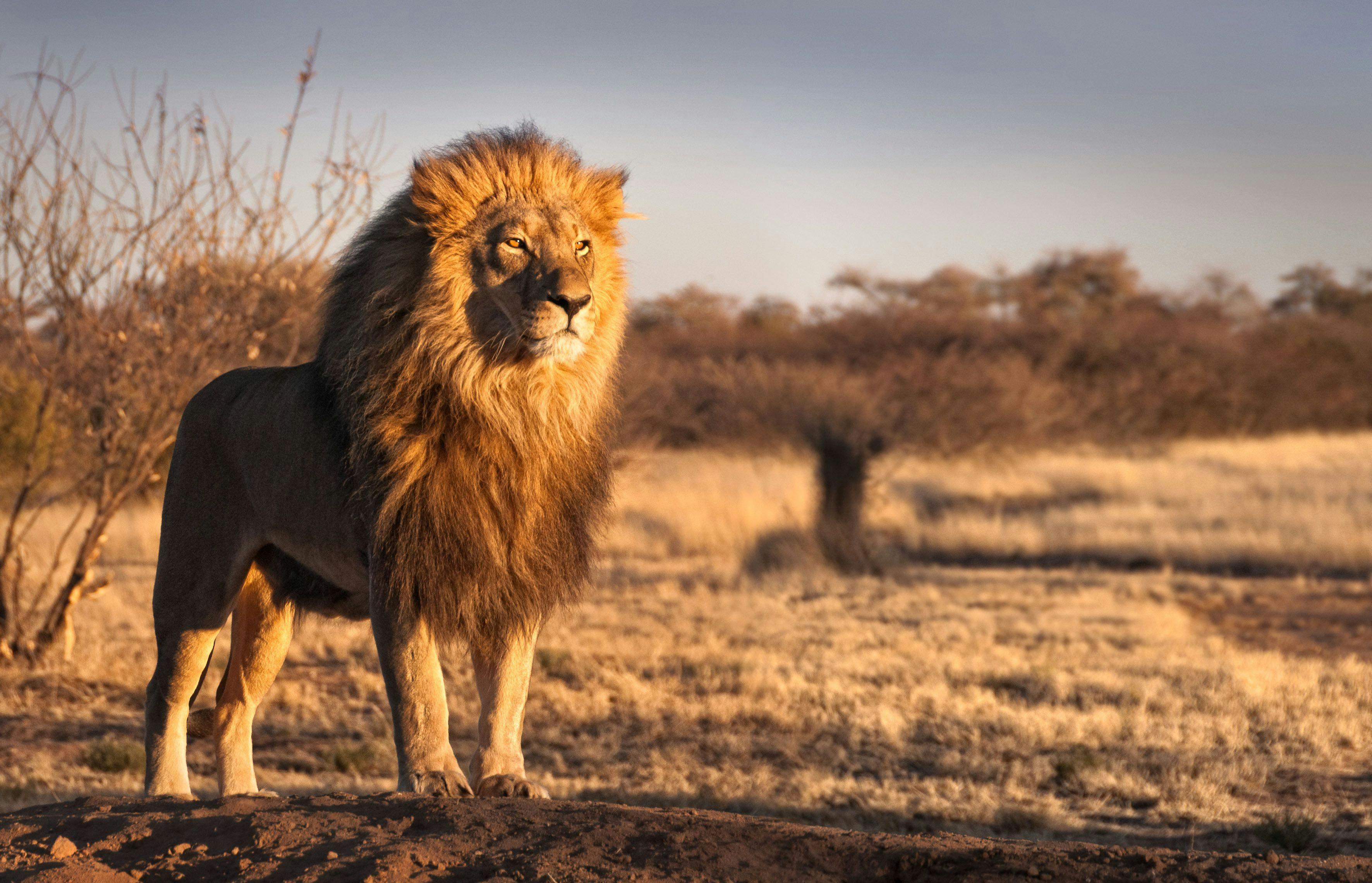 lion standing on the savannah 