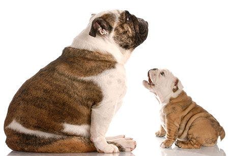 veterinary-barking-puppy-bulldog-anger-irritatingAdobeStock_19680657-450.jpg