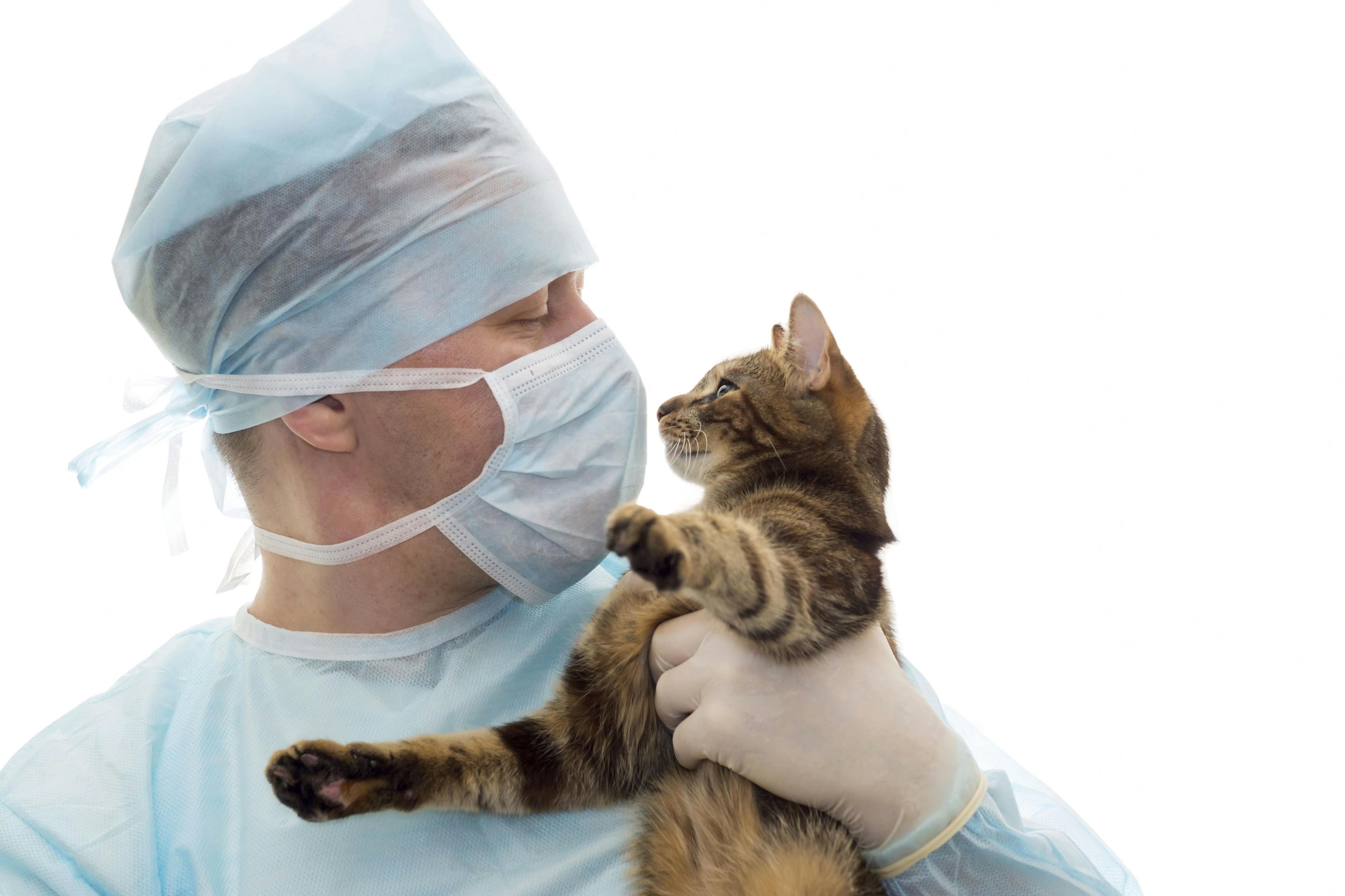 Doctor with face mask holding cat