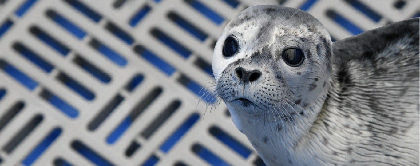 Harbour Seal, Oreo, was rescued in Squamish in 2022 and released over 2 months later. (CNW Group/Vancouver Aquarium)