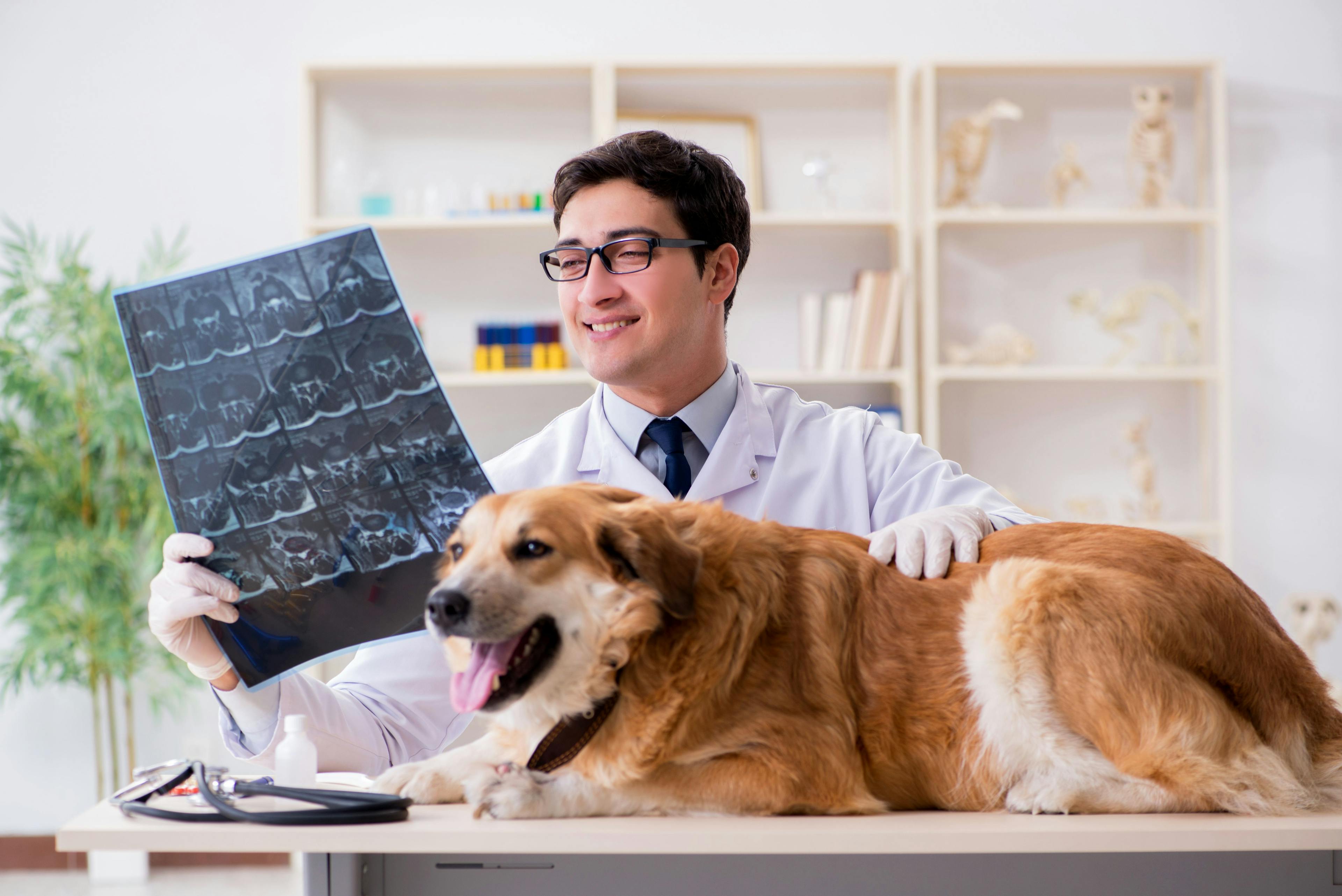 Neurologic imaging know-how: What they didn’t teach in vet school