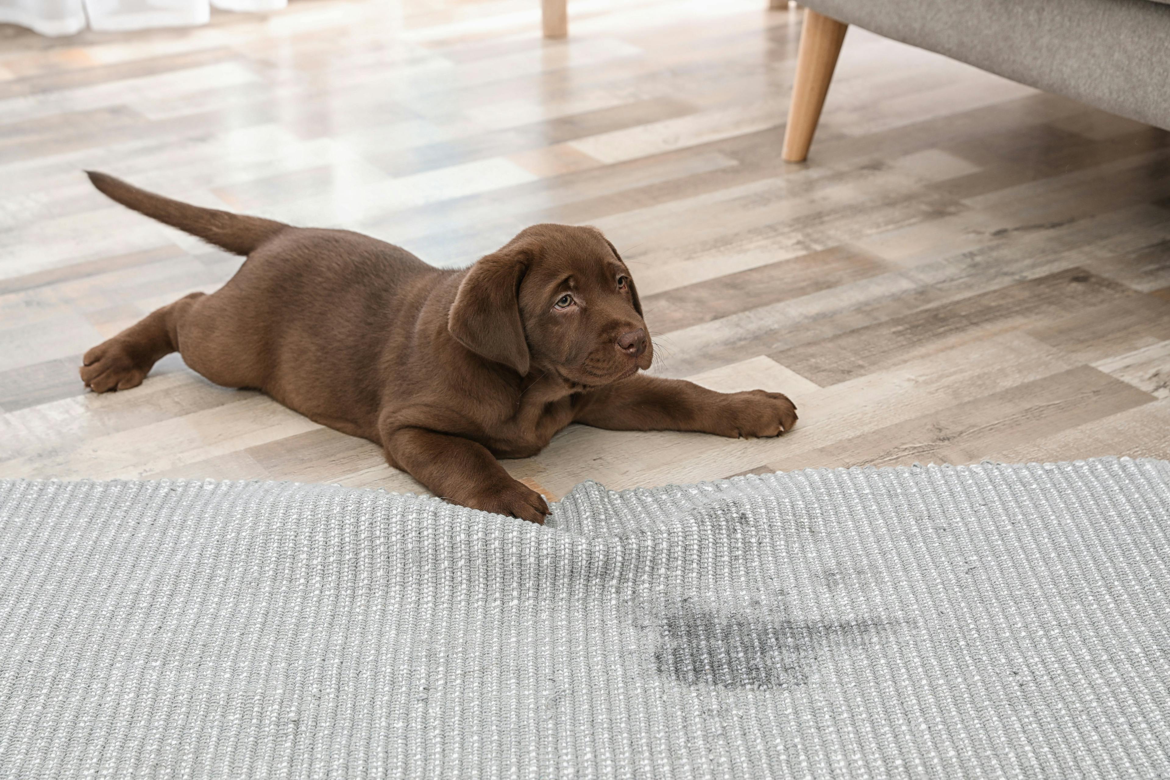 Addressing the hidden defect in the leaky puppy