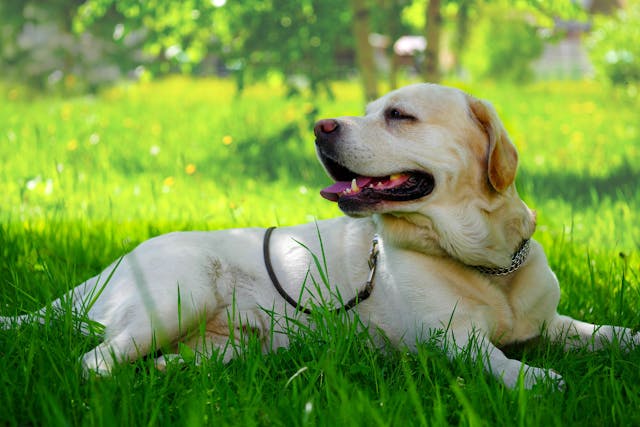 AKC Canine Health Foundation publishes 1,000th scientific publication
