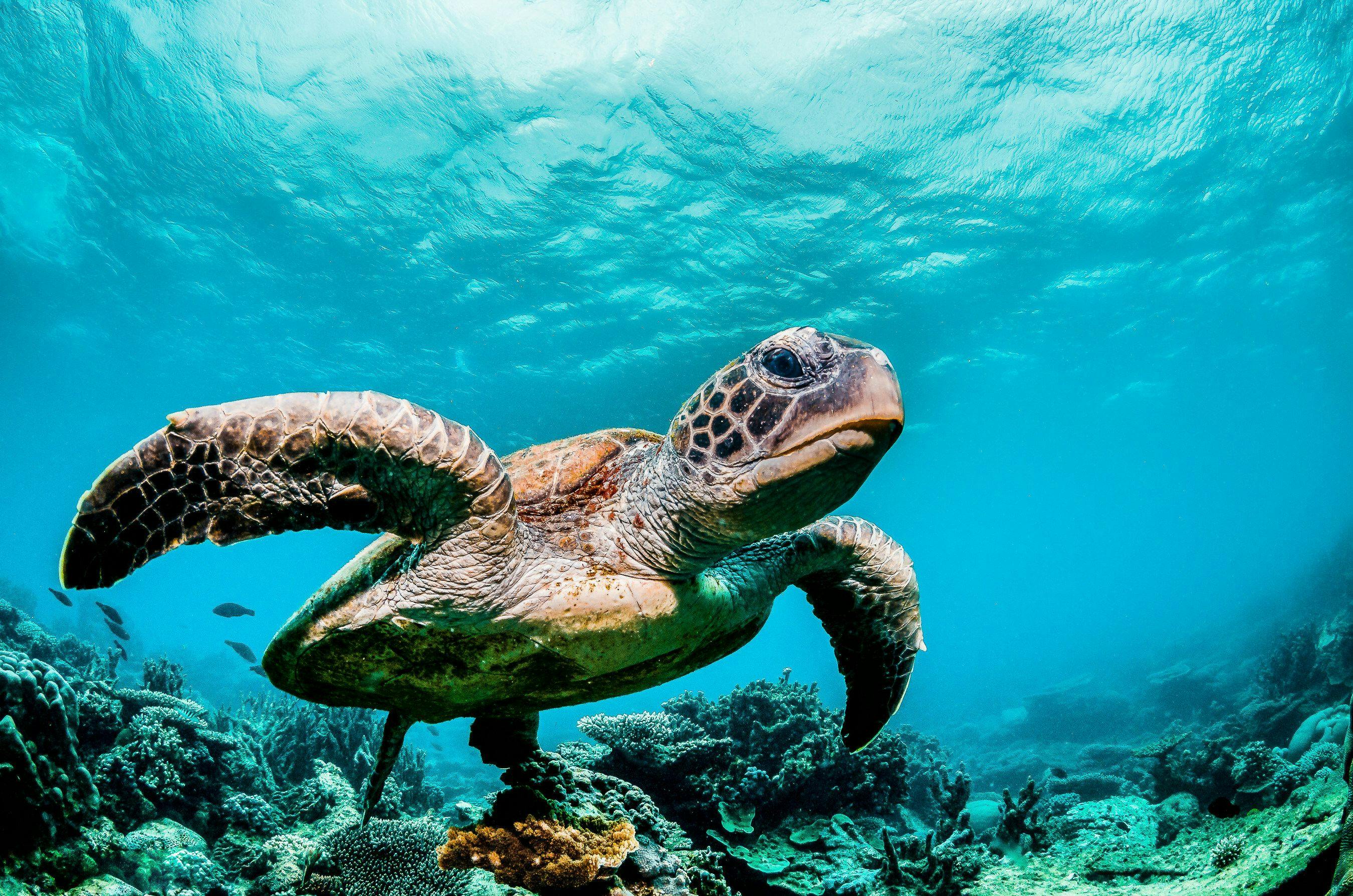 Artificial intelligence used to protect sea turtles in the Galapagos