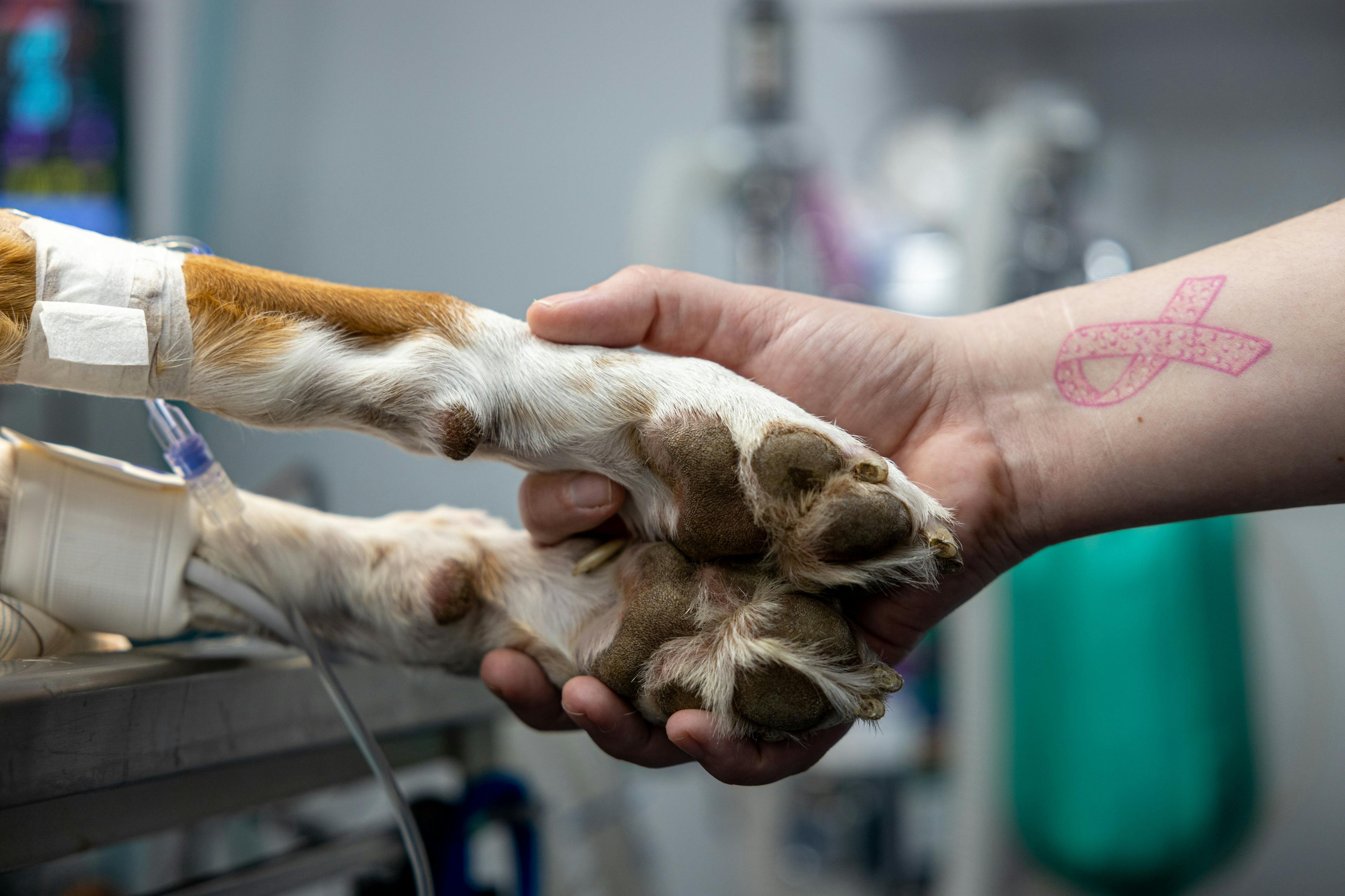 New partnership brings donation system to veterinary clinics 