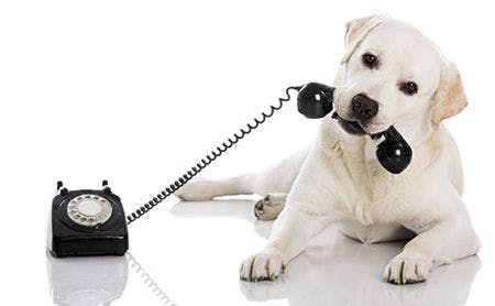 veterinary-portrait-of-a-labrador-retriever-holding-a-telefone-with-mouth-440px-shutterstock-140745739_1.jpg