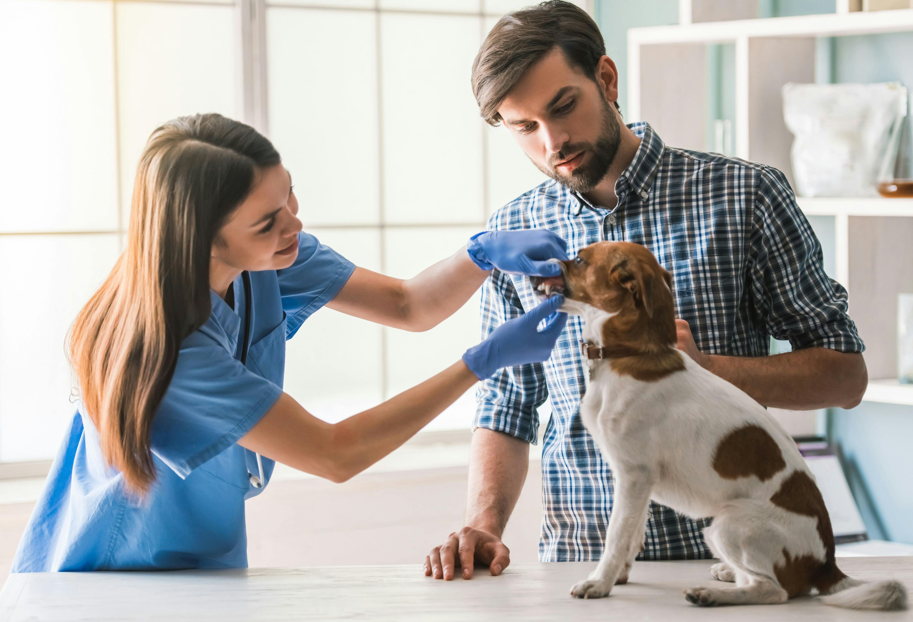 The veterinary ally: A comprehensive communication solution