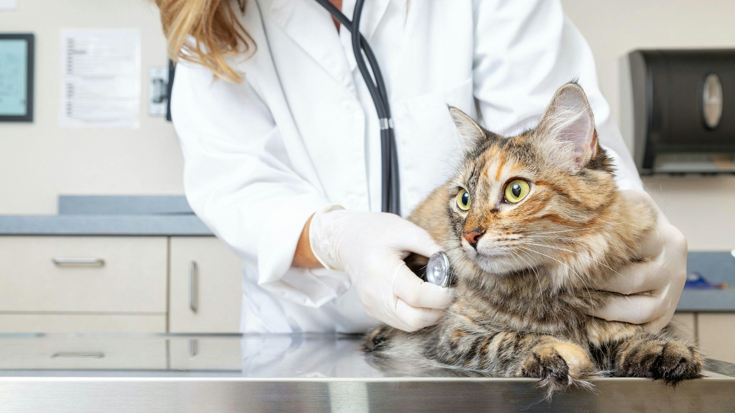 Age Matters for Feline Healthcare