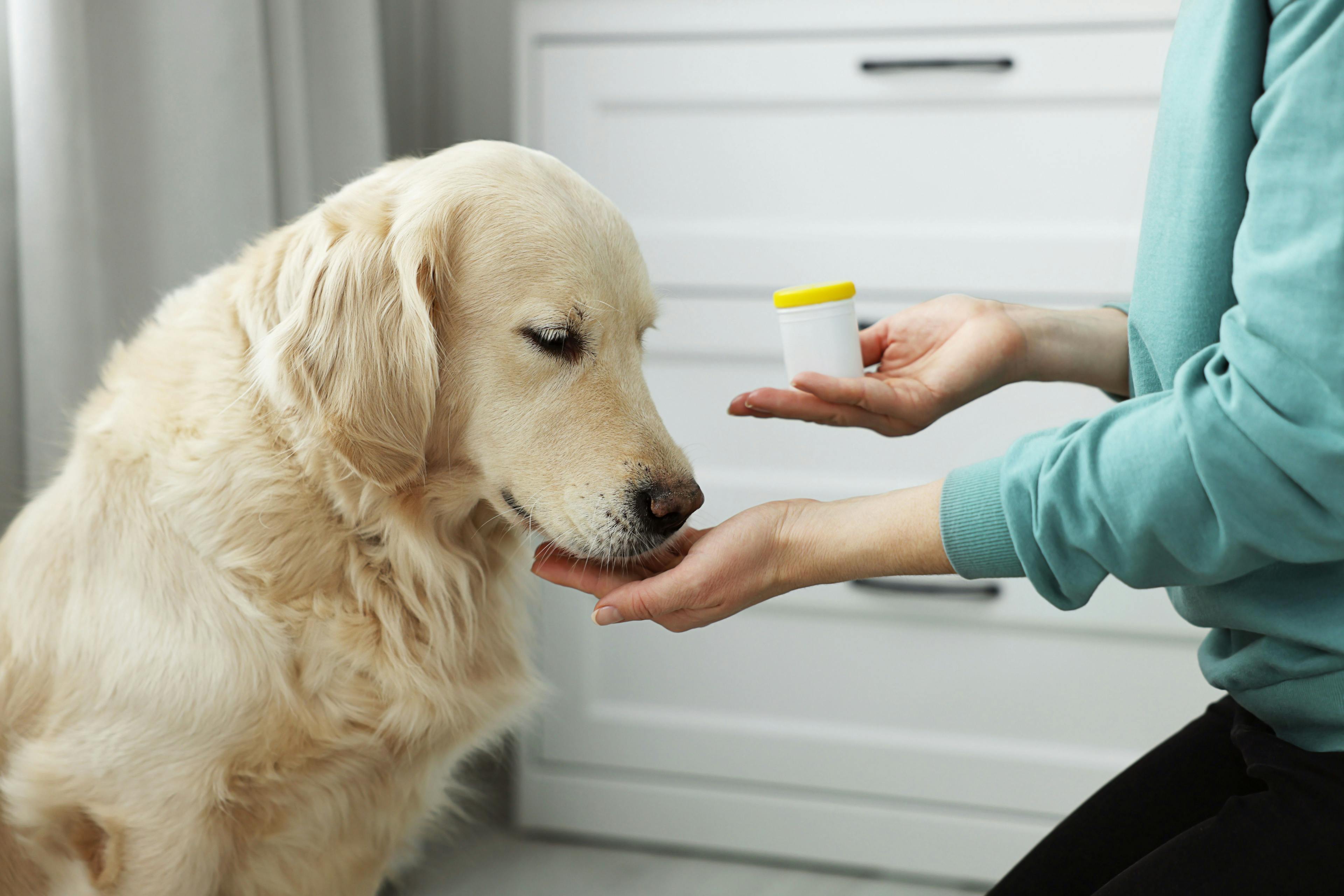 Zoetis officially launches 2 FDA approved drugs in the US veterinary market