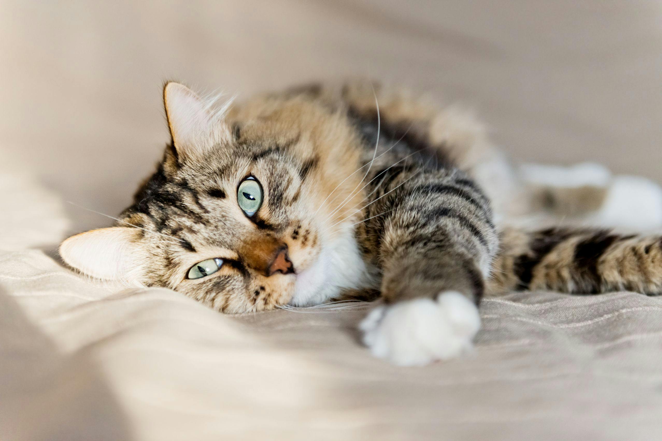 The importance of heartworm prevention in cats (yes, cats)