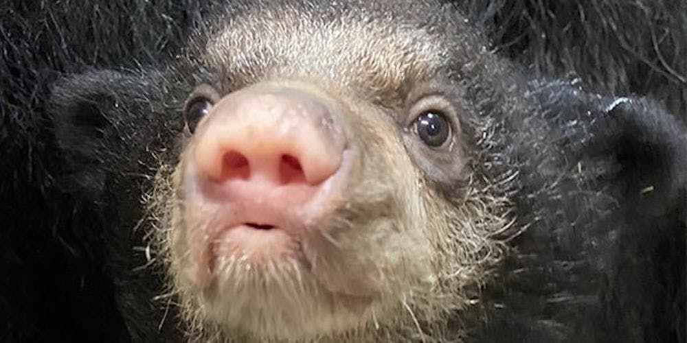 Idaho Falls Zoo debuts sloth bear cub