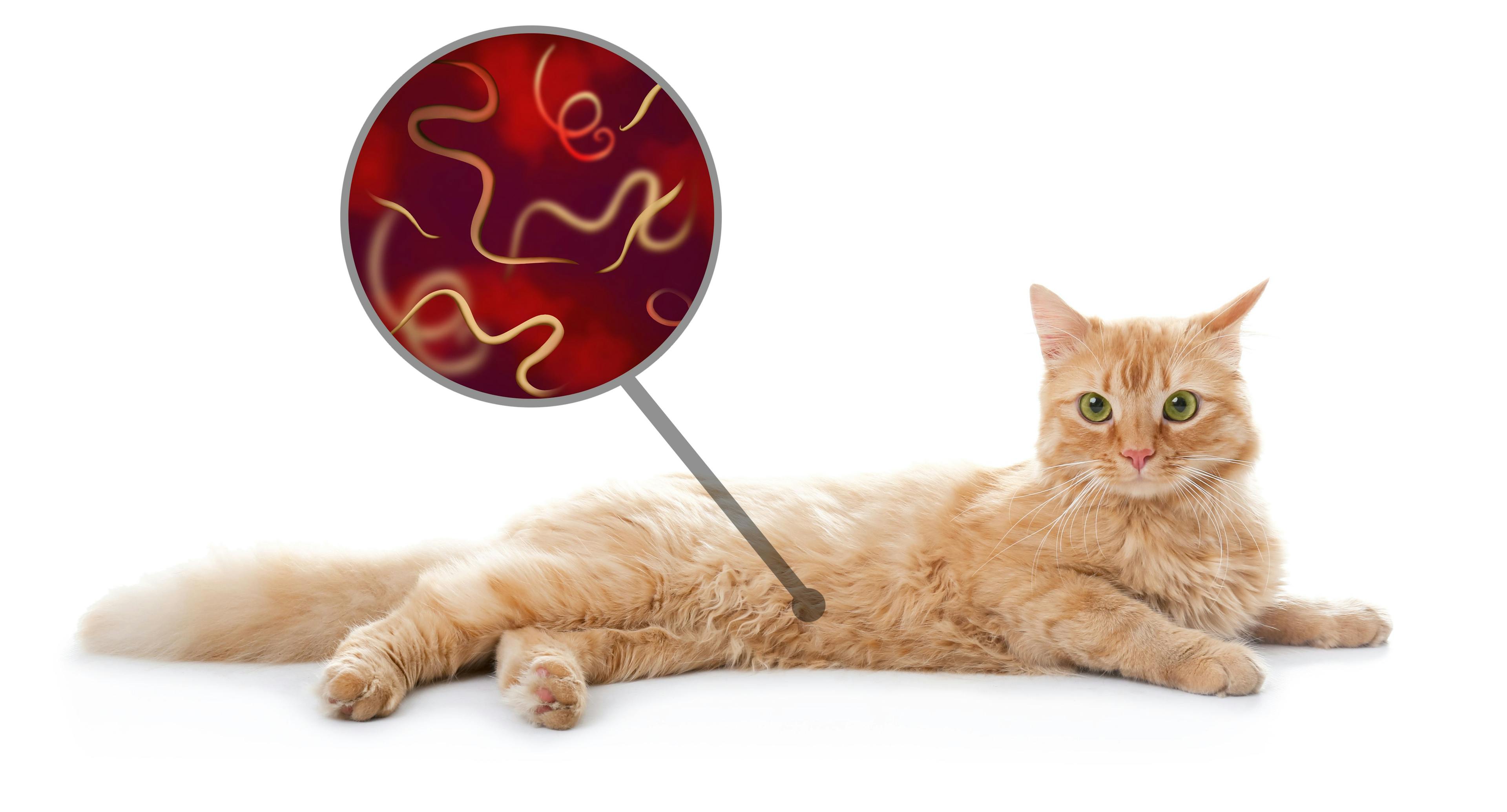 Feline parasite prevention