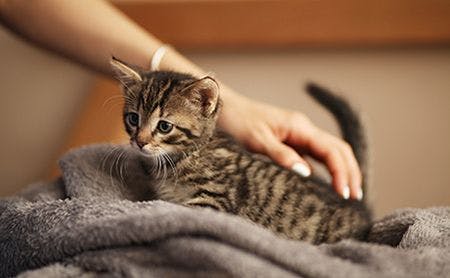 veterinary-kittens-shelther-medicine-3of3-AdobeStock_279746282-450.jpg