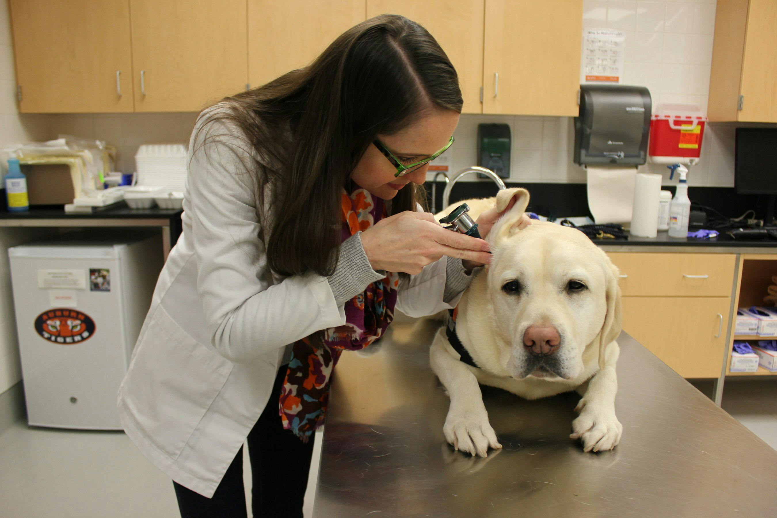 New resources for veterinary professionals improves access to care