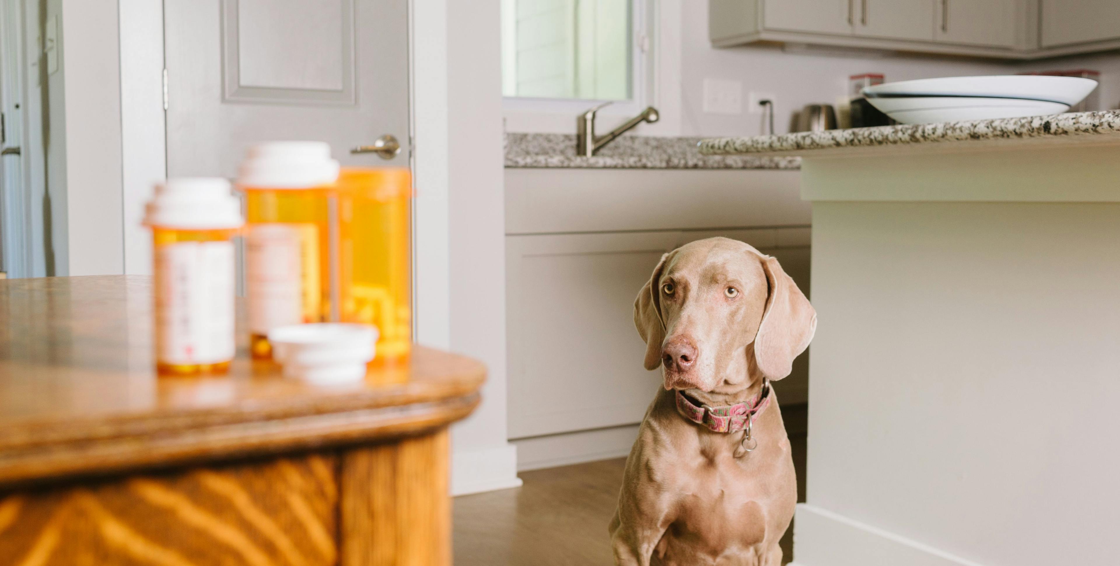 Psychotropic substances are poisoning pets