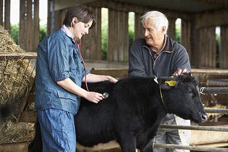 veterinary-female-veterinarian-bovine-cow-AdobeStock_14118325-450.jpg