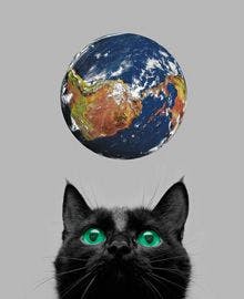 veterinary-black-cat-playing-with-earth-planet-on-grey-24750694-220.jpg