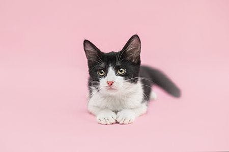 veterinary_cat_pink_background_AdobeStock_212151764_malamooshi_450.jpg