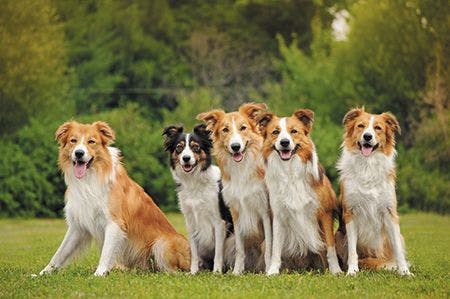Veterinary-group-of-five-happy-dogs-450px-shutterstock-126975482.jpg