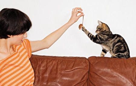 veterinary-cat_owner_pet_play_couch_56499914_450.jpg