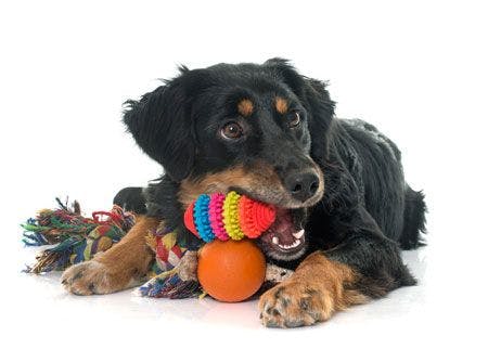 veterinary-playing-black-hovawart-in-front-of-white-background-450px-shutterstock-379155265.jpg