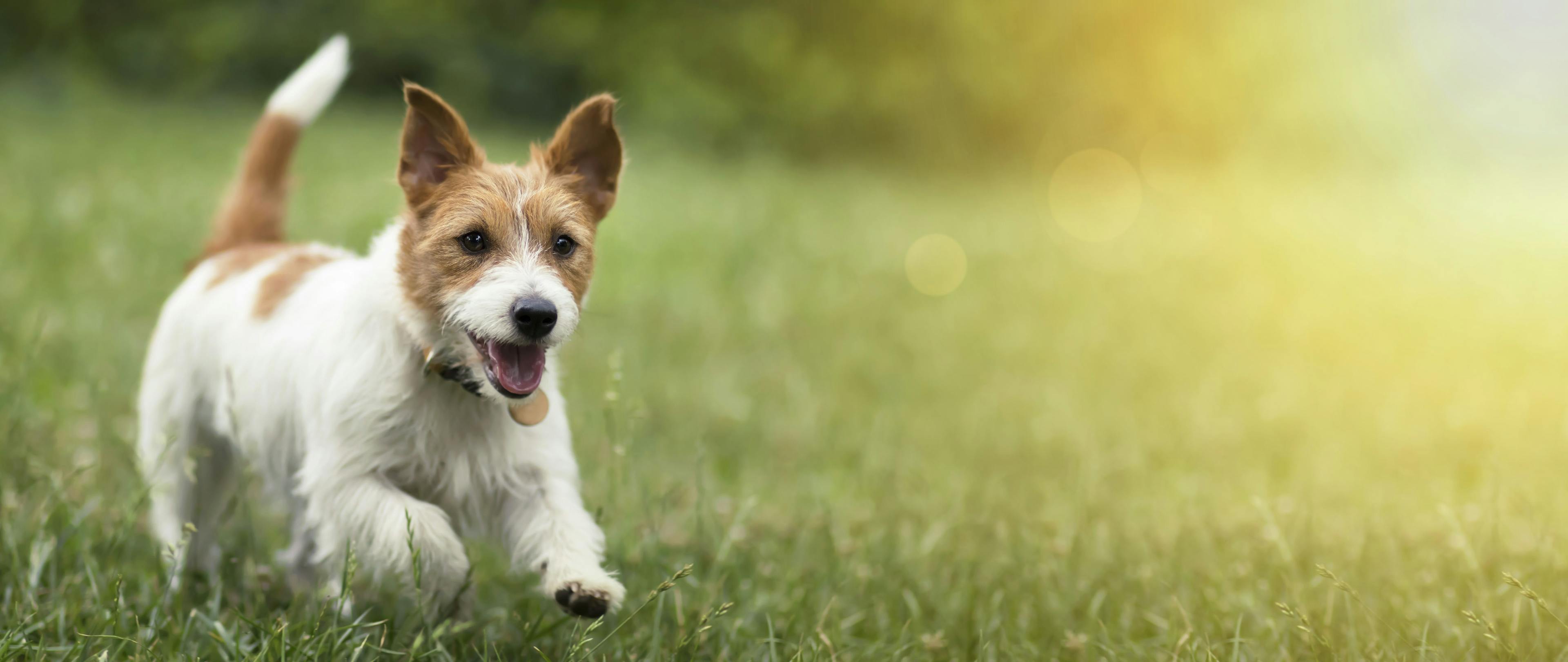 cute dog running in field