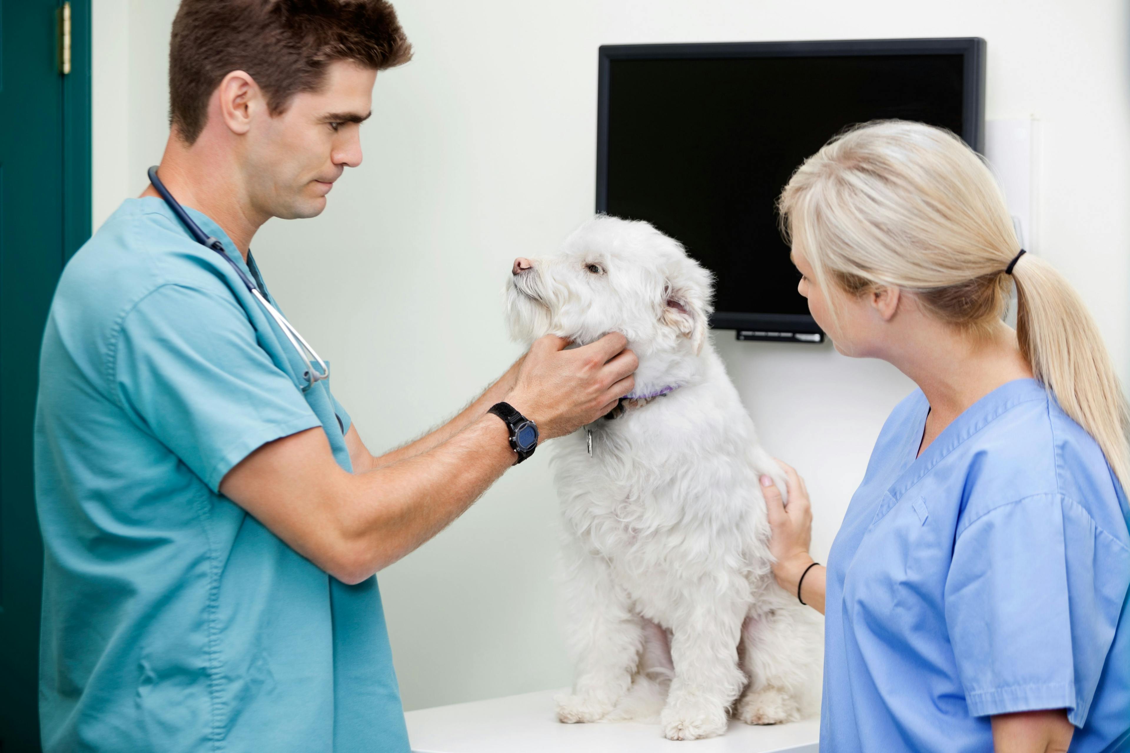 Elevating veterinary technician wages: A new approach to compensation 