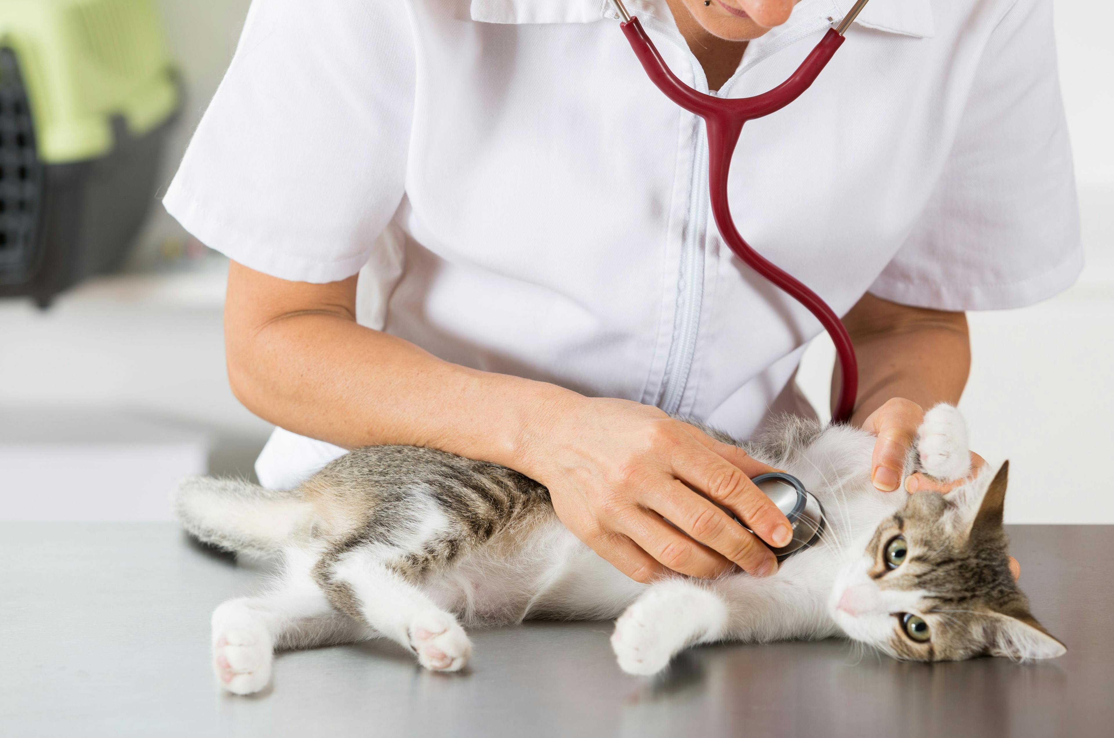 Basepaws teams up with FirstVet to alleviate veterinary practices 