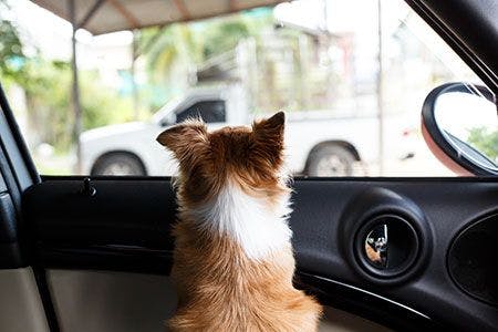 veterinary-dog-looking-over-car-dashboard-shutterstock-425435509_450.jpg