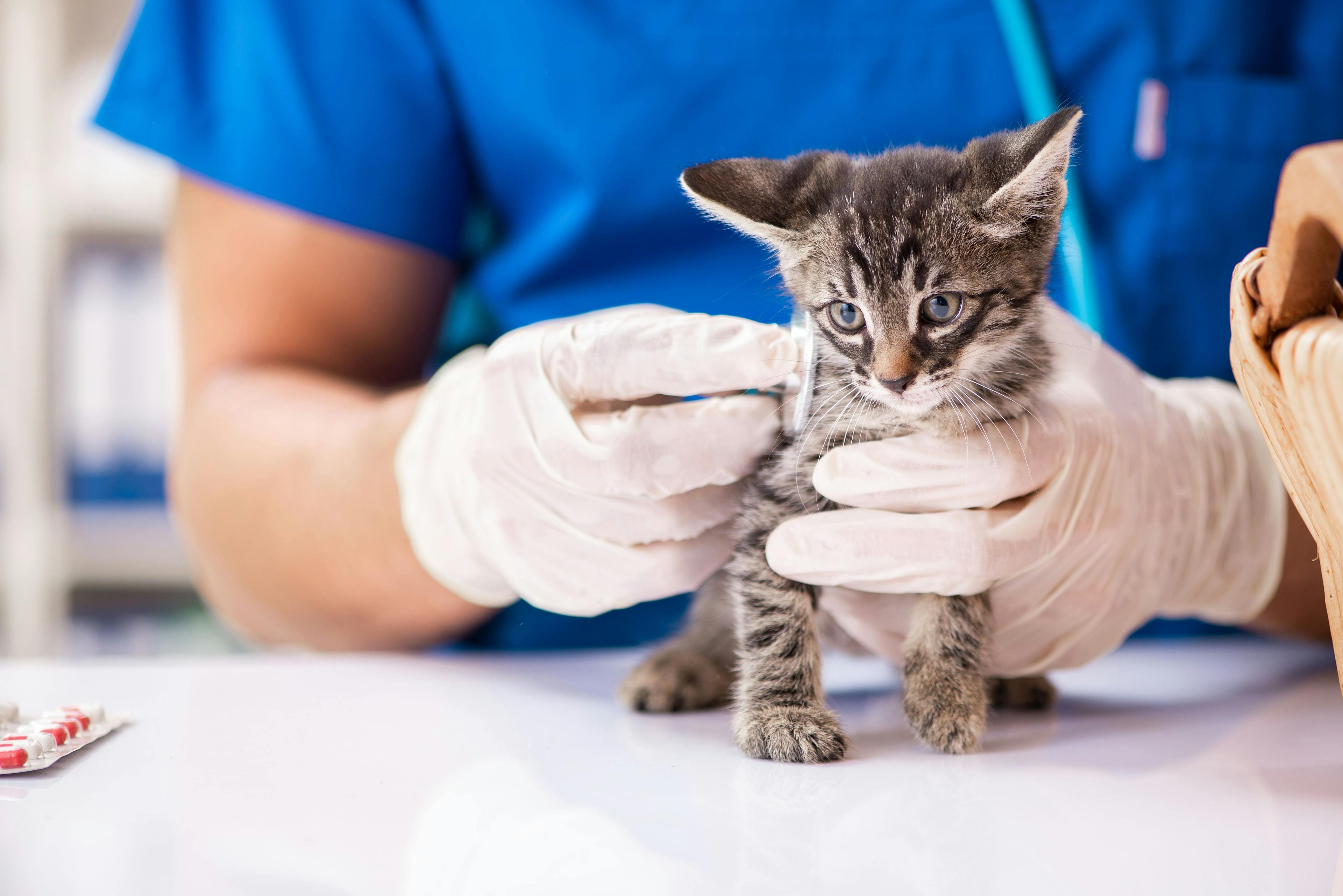 kitten being examined 