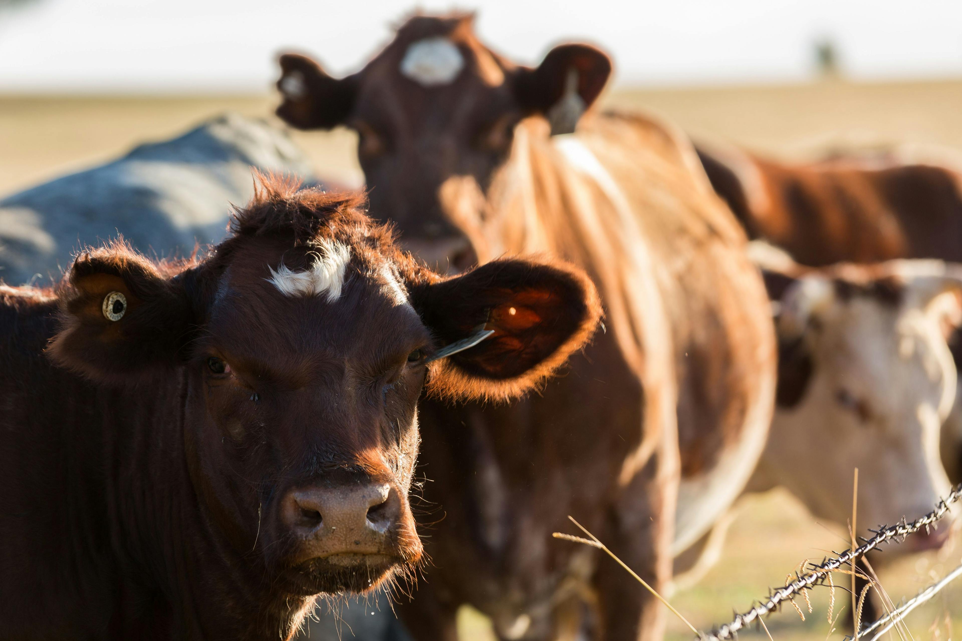 FDA approves first generic moxidectin injectable solution for cattle parasite treatment