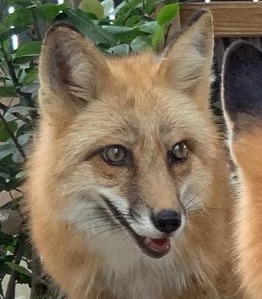 Zoo Miami mourns loss of friendly red fox Swift 