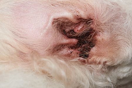 veterinary-dog-ear-wax-otitis-AdobeStock_189101305-body.jpg