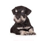 Effects of Age and Breed on Hematological and Biochemical Test Results in Young Miniature Schnauzers and Labrador Retrievers