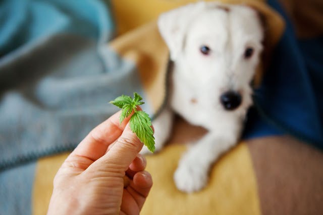 Cannabis for pets