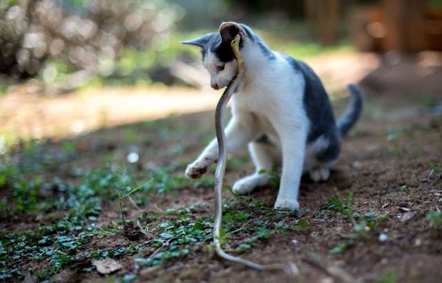 Incidence of venomous animal accidents with cats in Brazil 