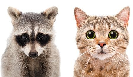 veterinary-portrait-of-a-raccoon-and-cat-shutterstock-350930936_450.jpg