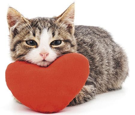 veterinary-gray-kitten-and-red-heart-isolated-on-a-white-background-shutterstock-515052097-body.jpg
