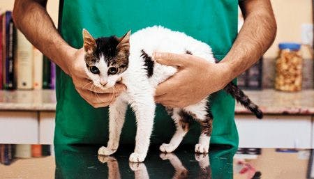 veterinary_cat-exam_0312_AA054130_450.jpg