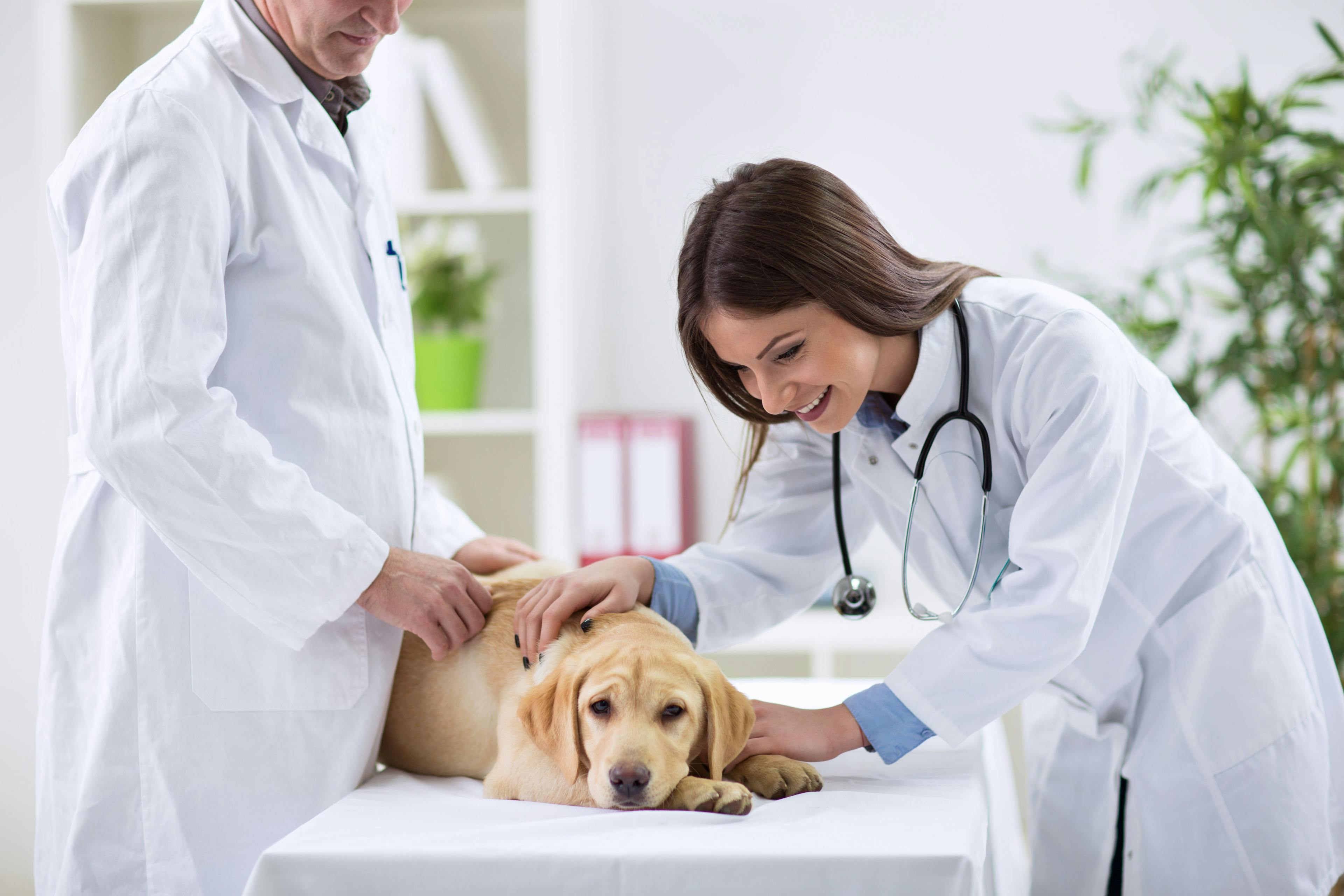 BluePearl Specialty and Emergency Pet Hospital launches Clinicians-In-Training
