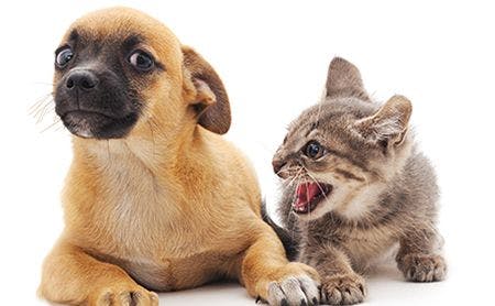 veterinary-dog-cat-puppy-kitten-toxic-work-angry-AdobeStock_117455353-450.jpg