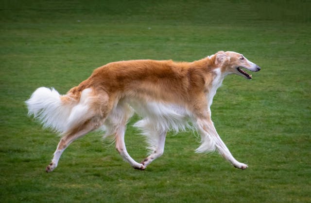 The importance of cardiac screening for “healthy” Borzoi