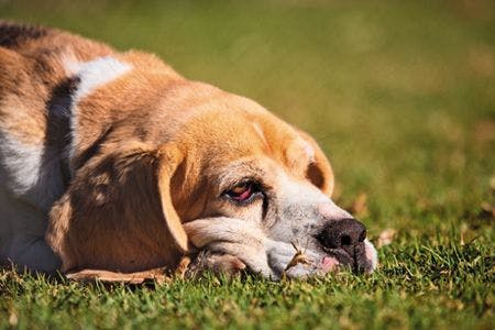 veterinary-dog-an-exhausted-beagle-dog-with-red-eyes-shutterstock-147120587-body.jpg